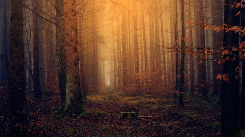 Mystical Woodland Clearings